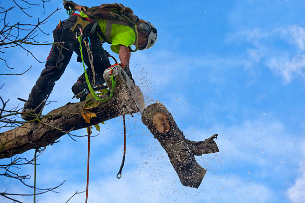  Onset, MA Tree Care Pros