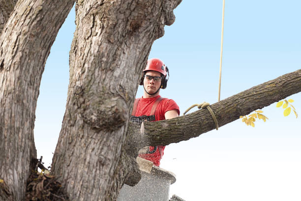 Best Emergency Tree Removal  in Onset, MA